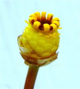  Pistil